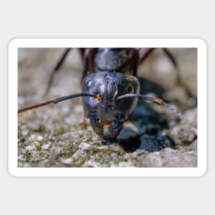 Happy Ant. Macro Photograph Sticker